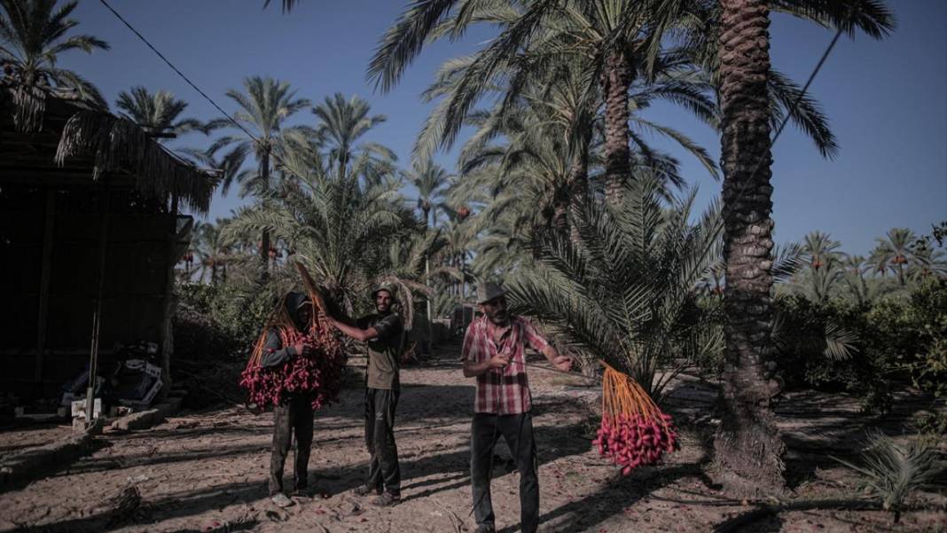 Gazze'de hurma hasadı 8