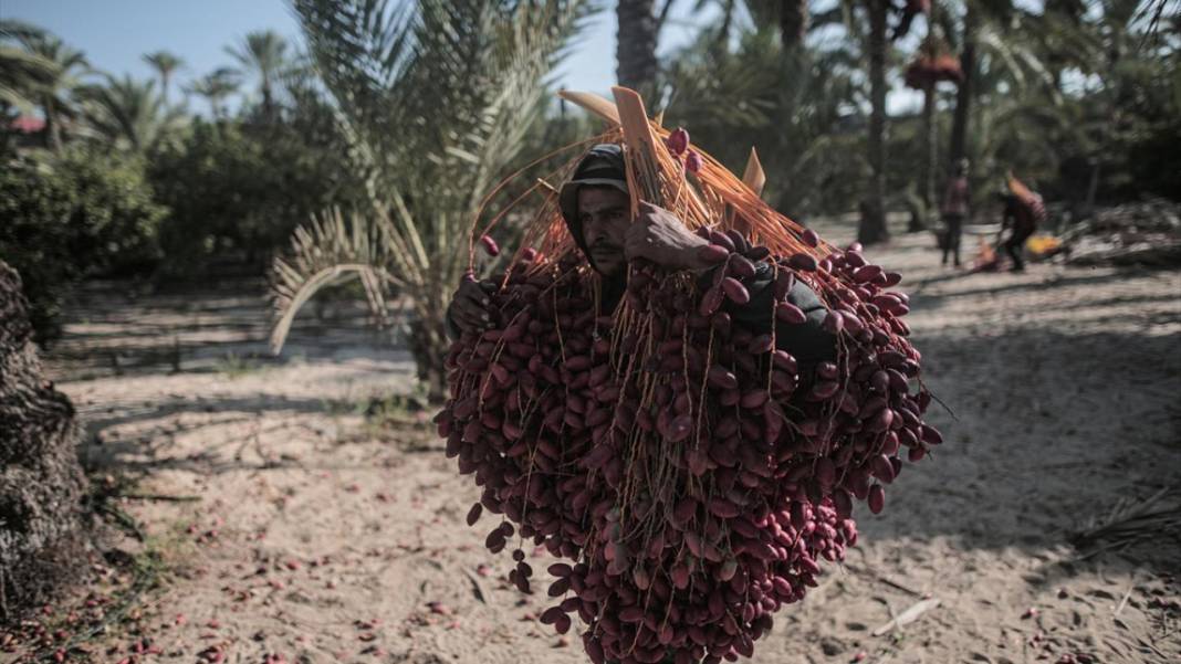 Gazze'de hurma hasadı 9