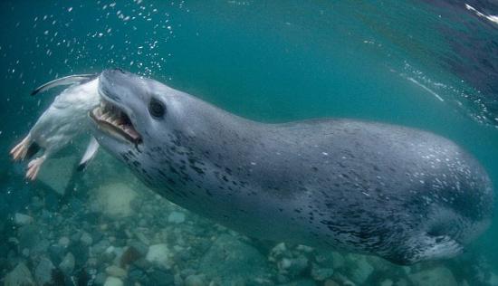 Pengueni böyle yuttu 5