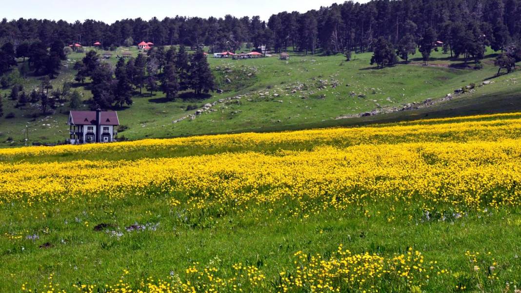 Soğanlı Yaylası sarıya büründü