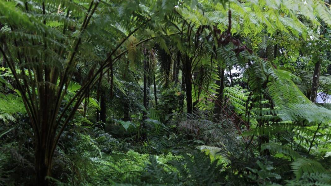 El Salvador'un koruma altındaki tropikal ormanları 1