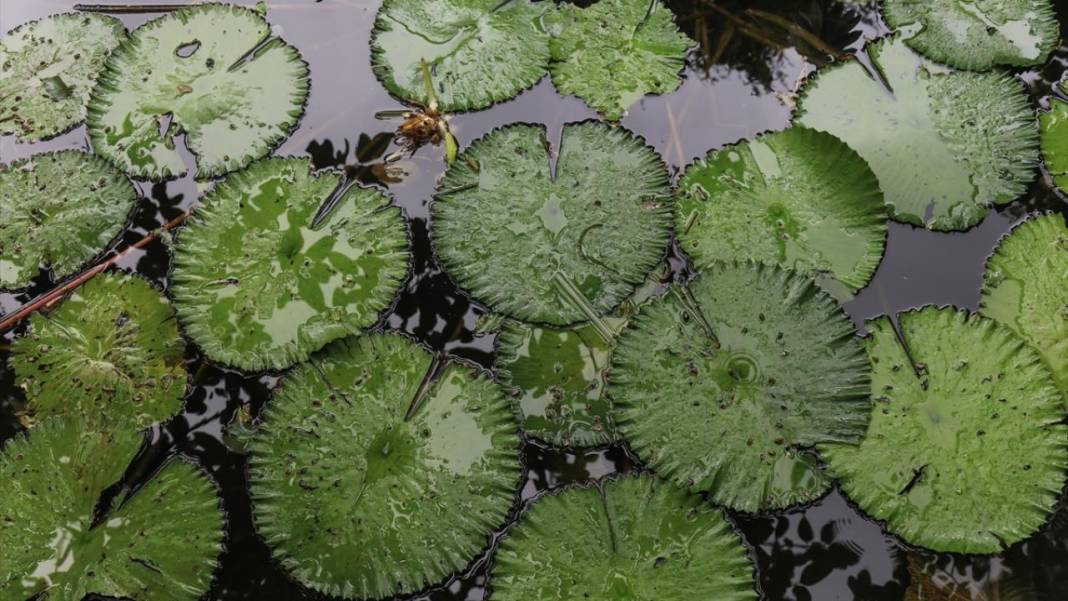 El Salvador'un koruma altındaki tropikal ormanları 10