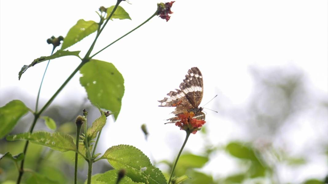 El Salvador'un koruma altındaki tropikal ormanları 11