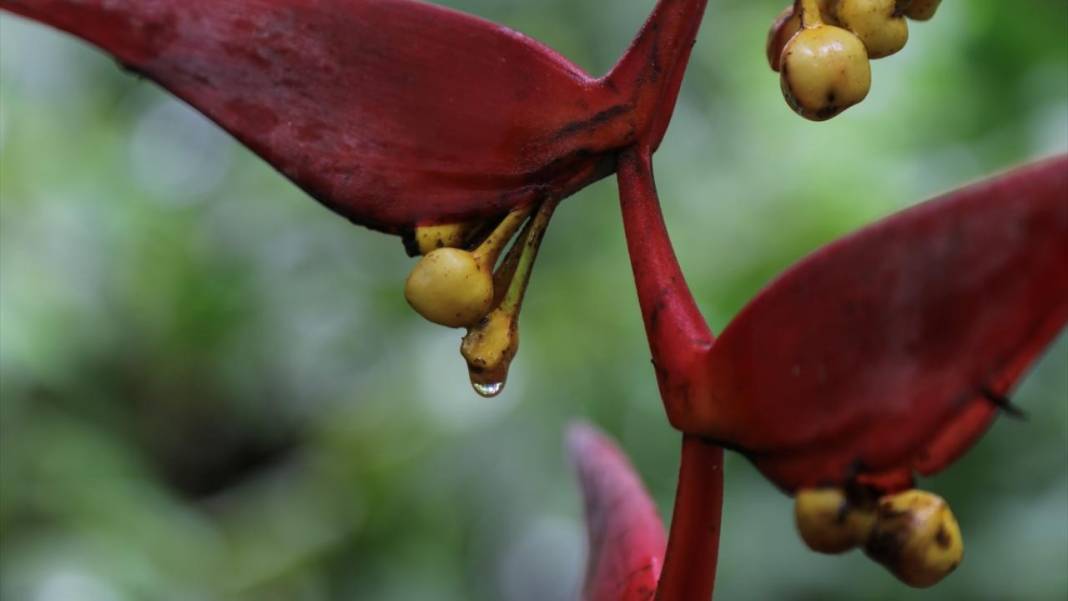 El Salvador'un koruma altındaki tropikal ormanları 12