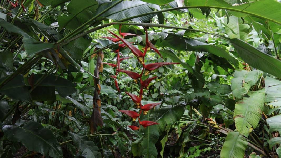 El Salvador'un koruma altındaki tropikal ormanları 14