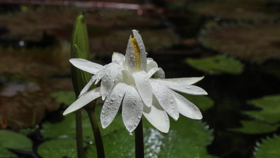 El Salvador'un koruma altındaki tropikal ormanları 2