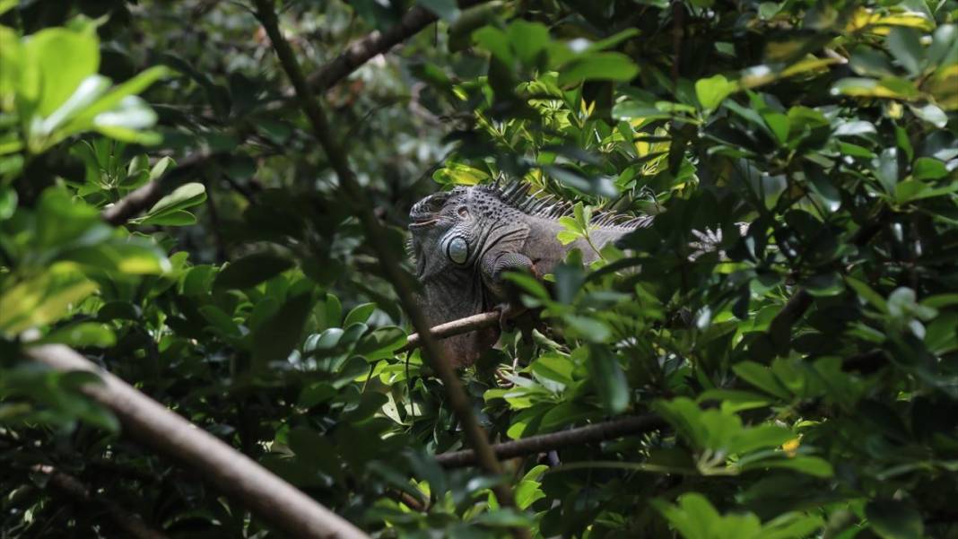 El Salvador'un koruma altındaki tropikal ormanları 3