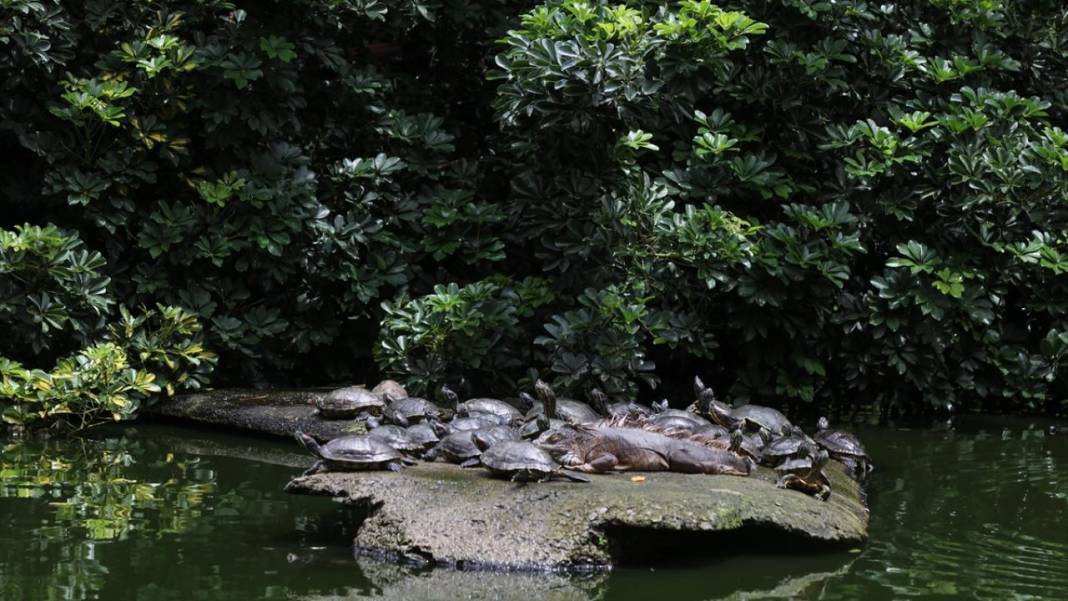 El Salvador'un koruma altındaki tropikal ormanları 4