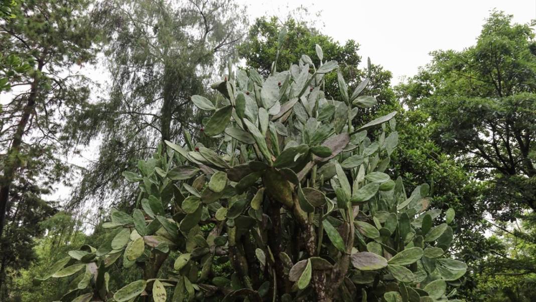 El Salvador'un koruma altındaki tropikal ormanları 5