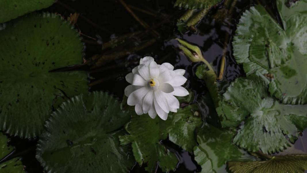 El Salvador'un koruma altındaki tropikal ormanları 6