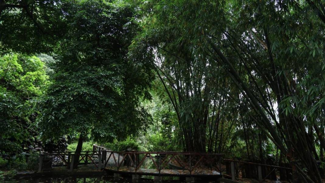 El Salvador'un koruma altındaki tropikal ormanları 7