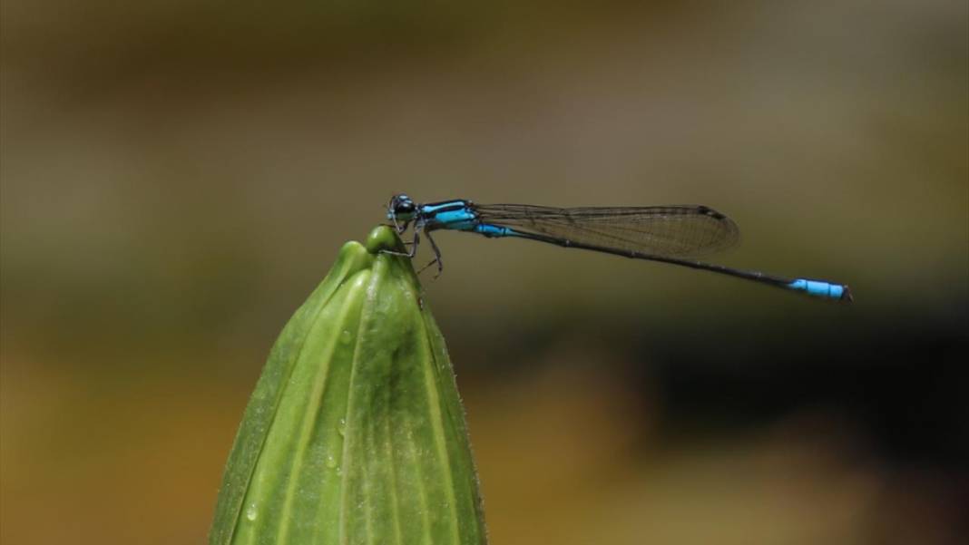El Salvador'un koruma altındaki tropikal ormanları 8
