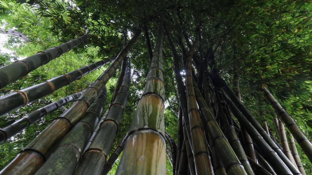 El Salvador'un koruma altındaki tropikal ormanları 9