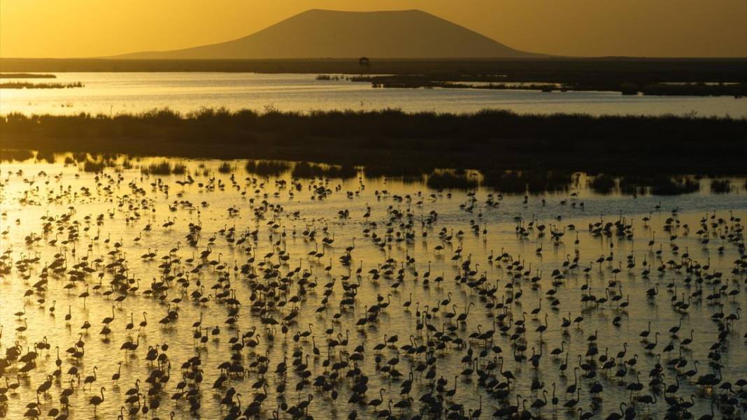 Akgöl Sazlığı'nın misafirleri 1