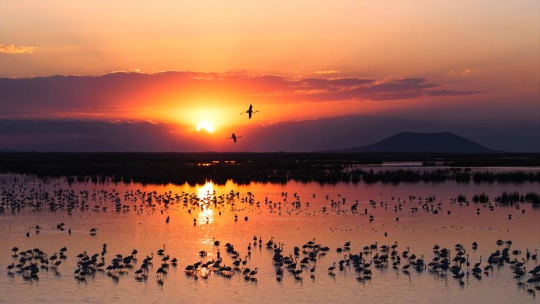 Akgöl Sazlığı'nın misafirleri 10