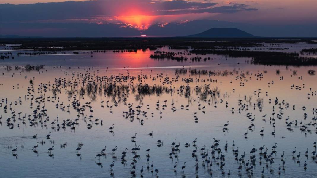 Akgöl Sazlığı'nın misafirleri 2