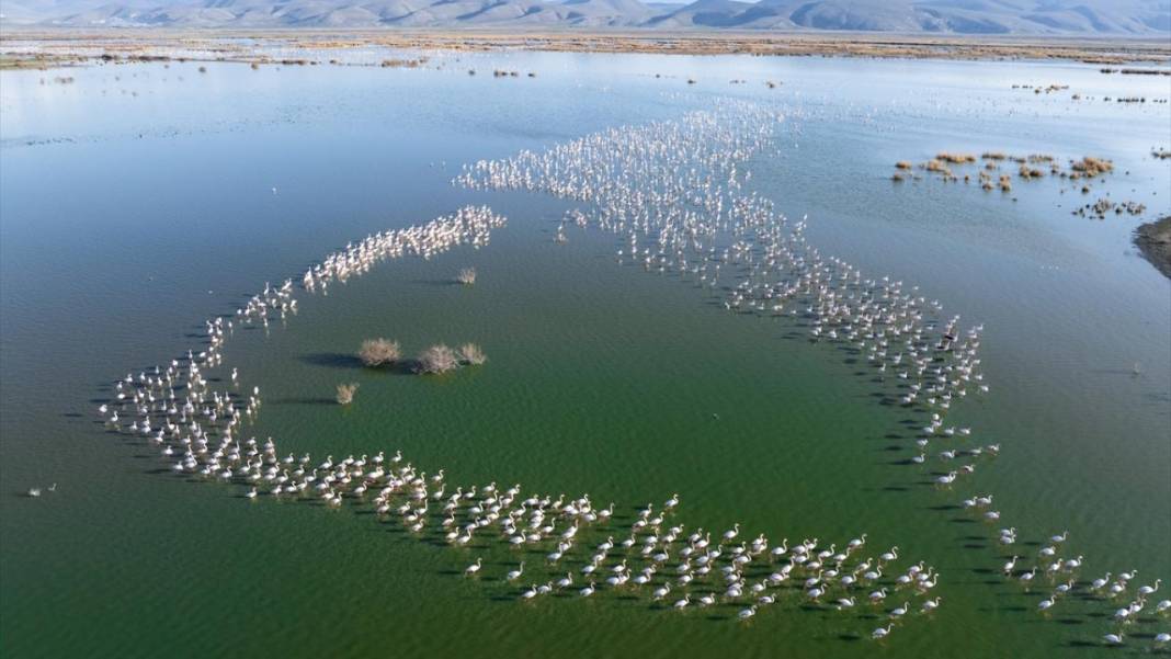 Akgöl Sazlığı'nın misafirleri 3
