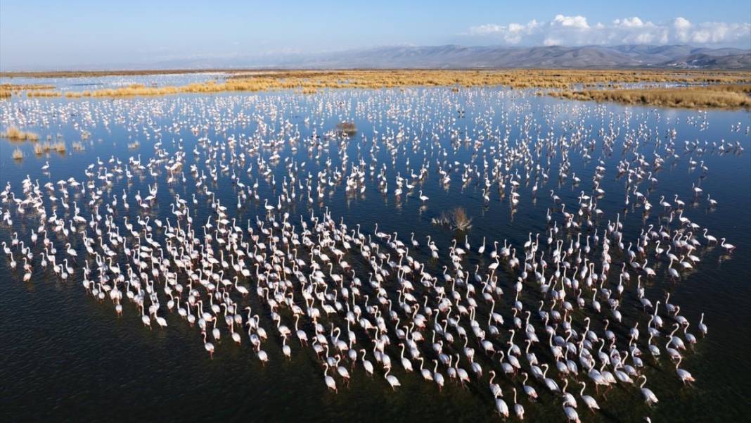 Akgöl Sazlığı'nın misafirleri 4