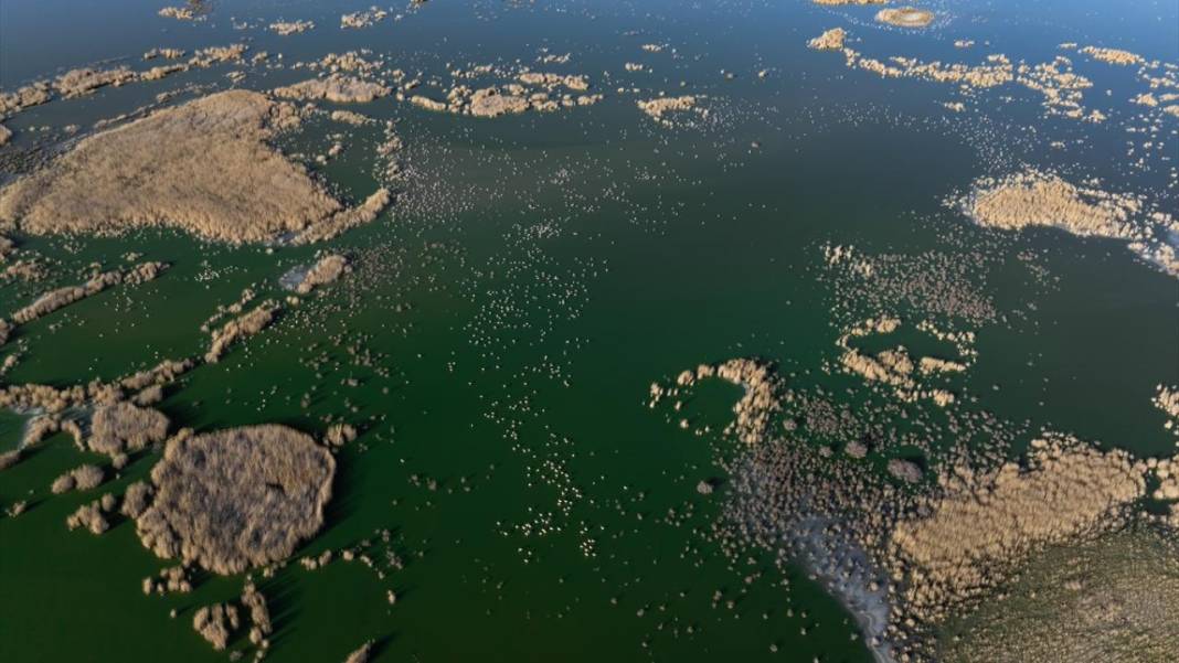 Akgöl Sazlığı'nın misafirleri 5