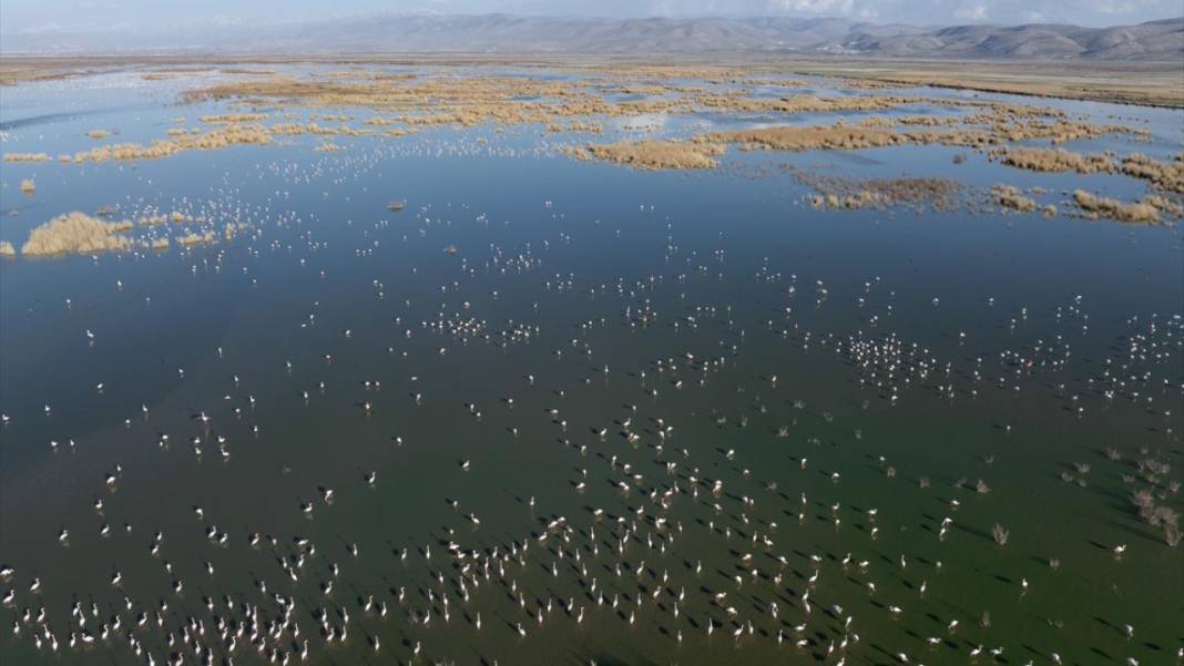 Akgöl Sazlığı'nın misafirleri 6