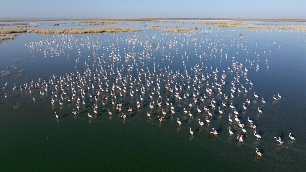 Akgöl Sazlığı'nın misafirleri 7
