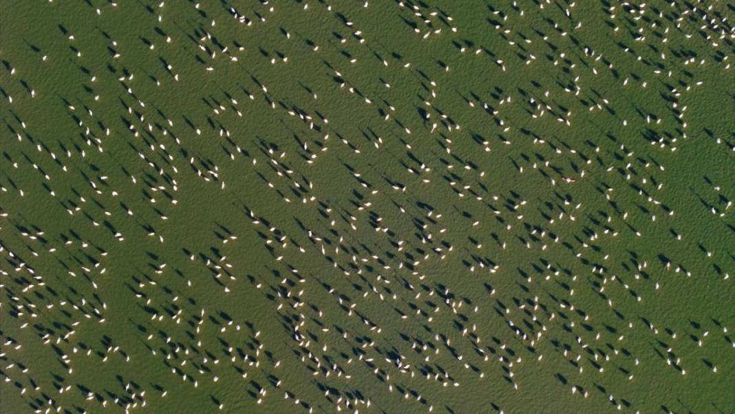 Akgöl Sazlığı'nın misafirleri 8