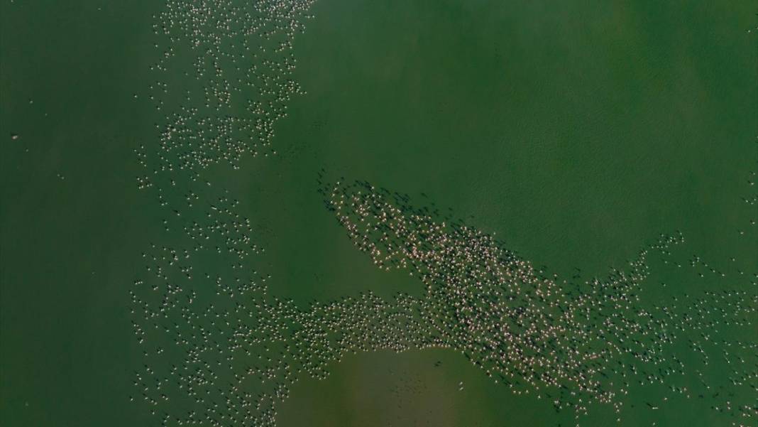 Akgöl Sazlığı'nın misafirleri 9