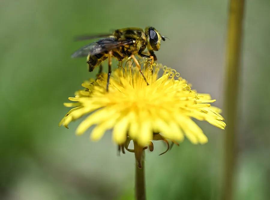 Arıların polen toplama mesaisi 1