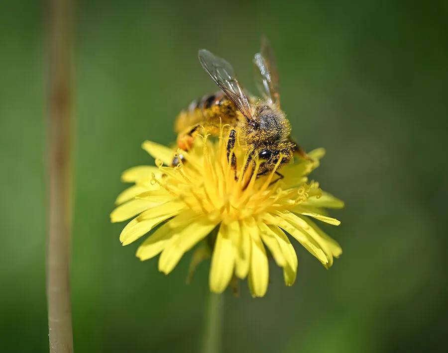 Arıların polen toplama mesaisi 10