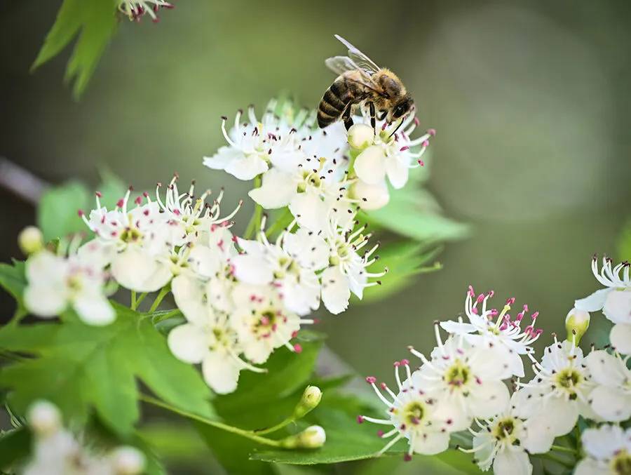 Arıların polen toplama mesaisi 11