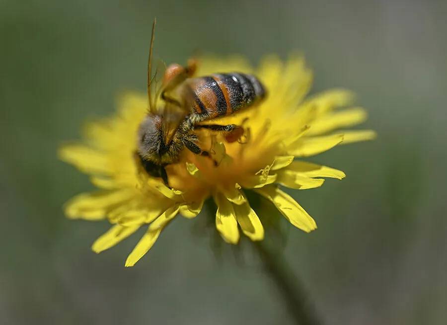 Arıların polen toplama mesaisi 12