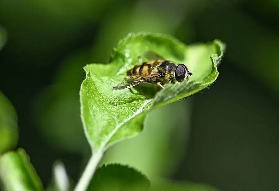 Arıların polen toplama mesaisi 13