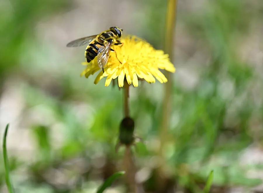Arıların polen toplama mesaisi 14