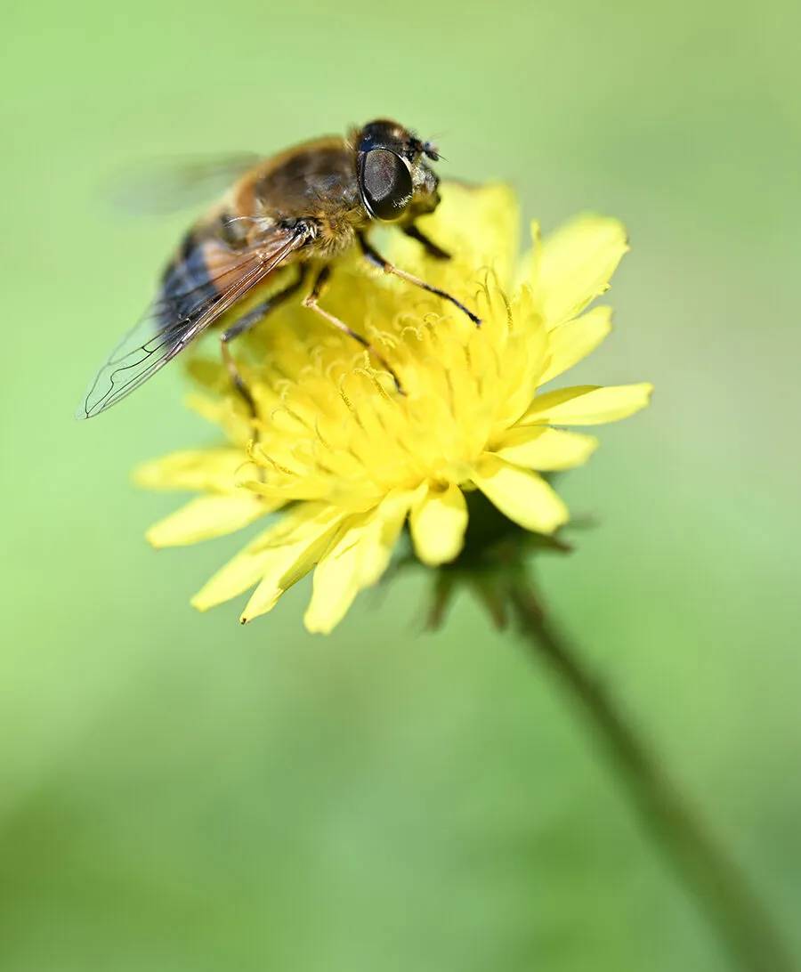 Arıların polen toplama mesaisi 15