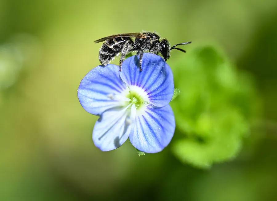 Arıların polen toplama mesaisi 16
