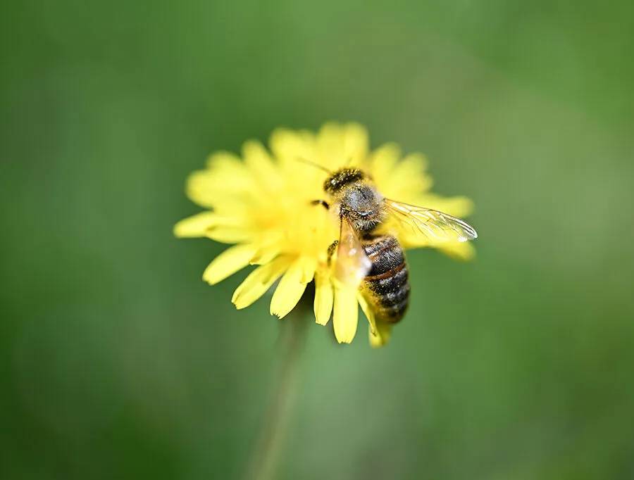 Arıların polen toplama mesaisi 17