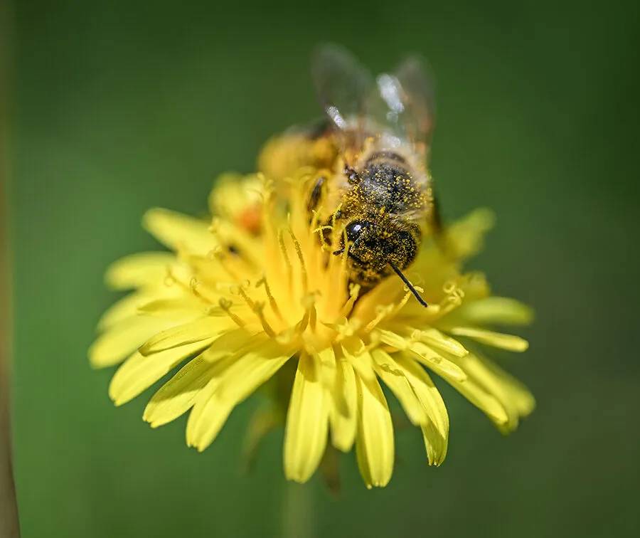 Arıların polen toplama mesaisi 18