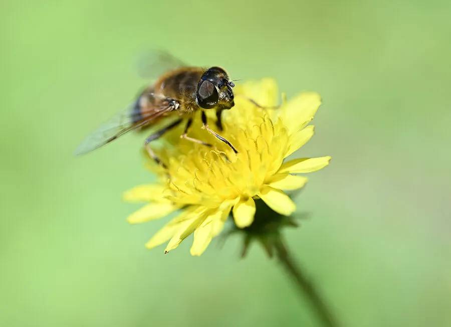 Arıların polen toplama mesaisi 19