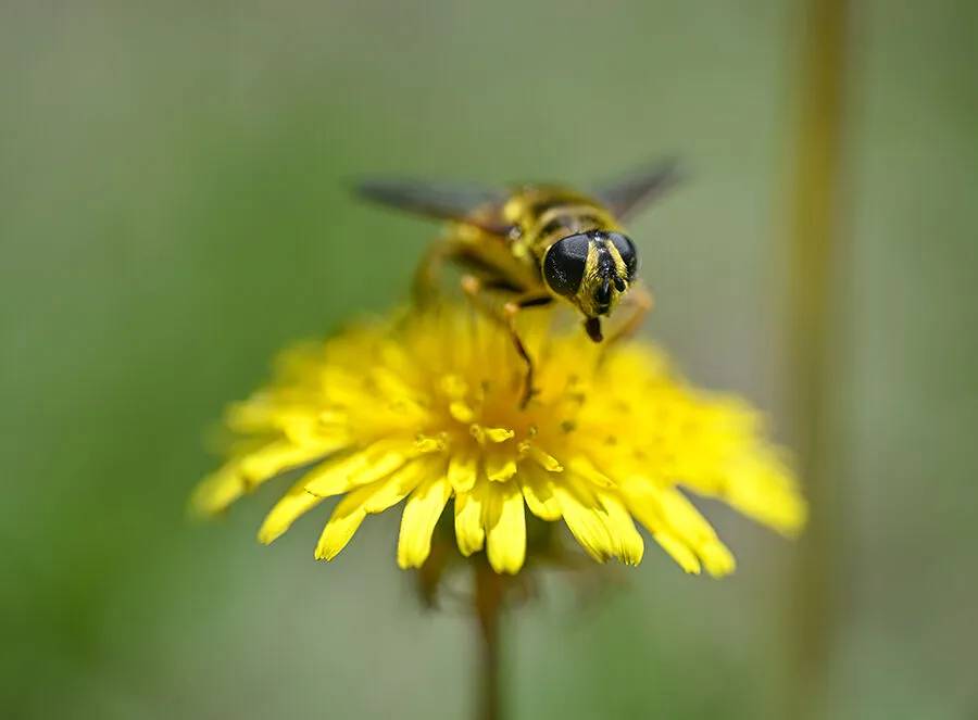 Arıların polen toplama mesaisi 2