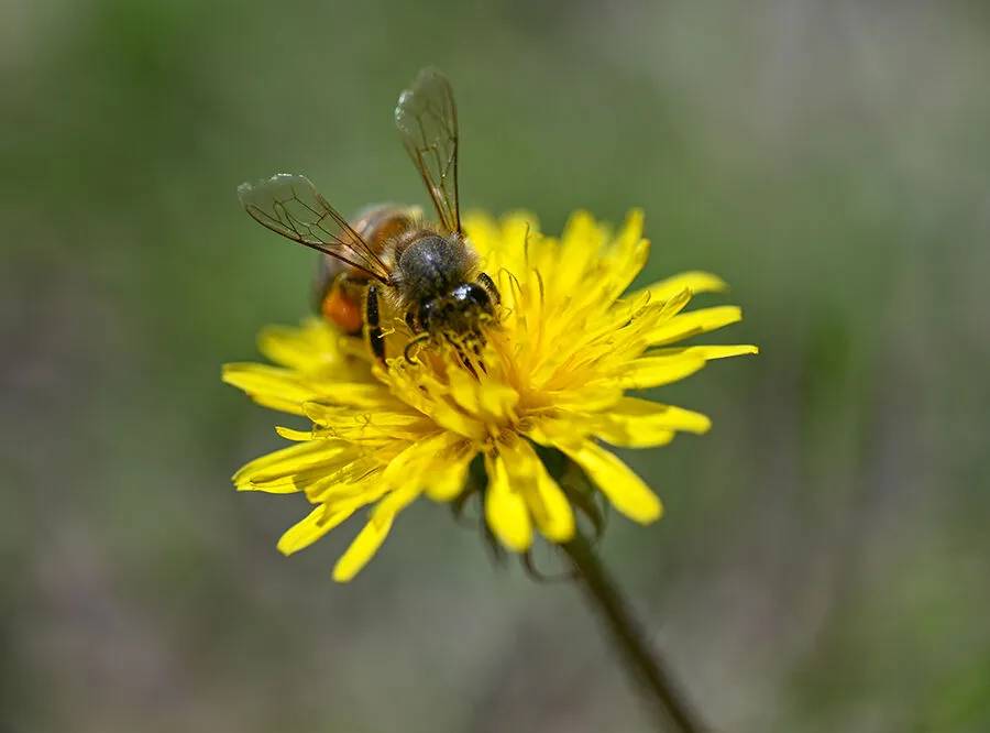 Arıların polen toplama mesaisi 20