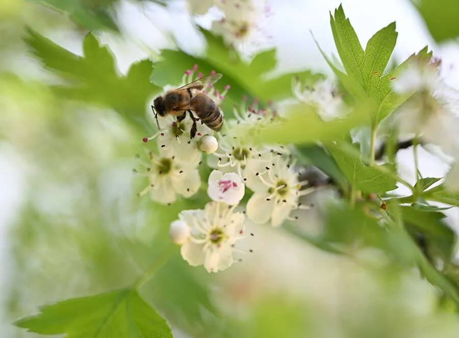 Arıların polen toplama mesaisi 21