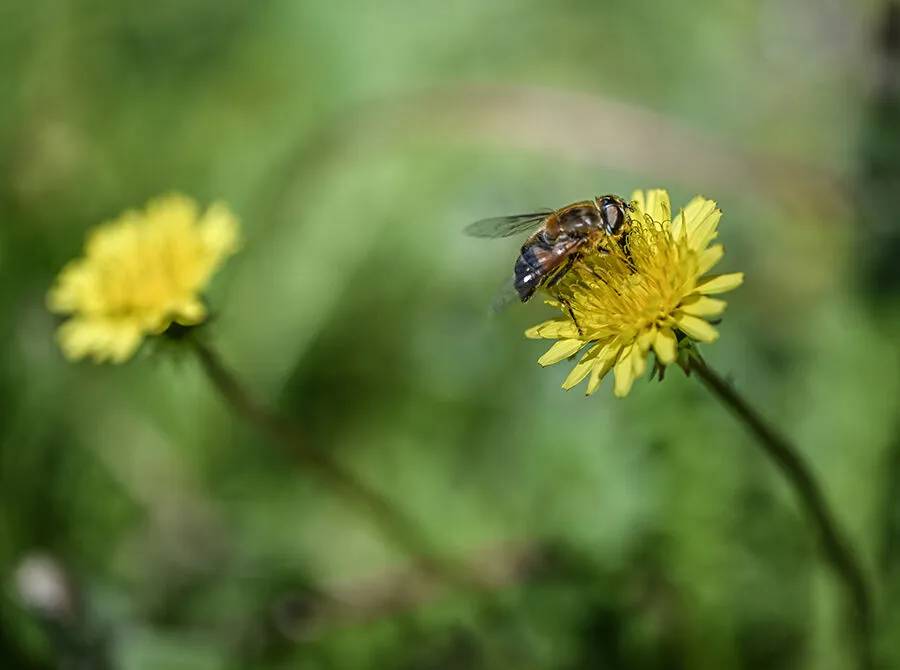 Arıların polen toplama mesaisi 3