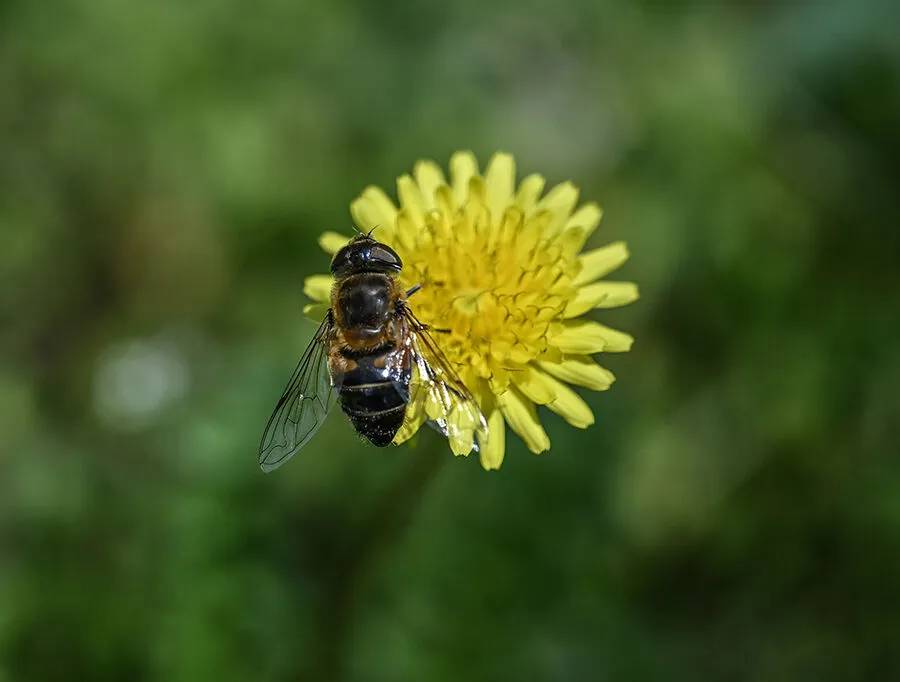 Arıların polen toplama mesaisi 4