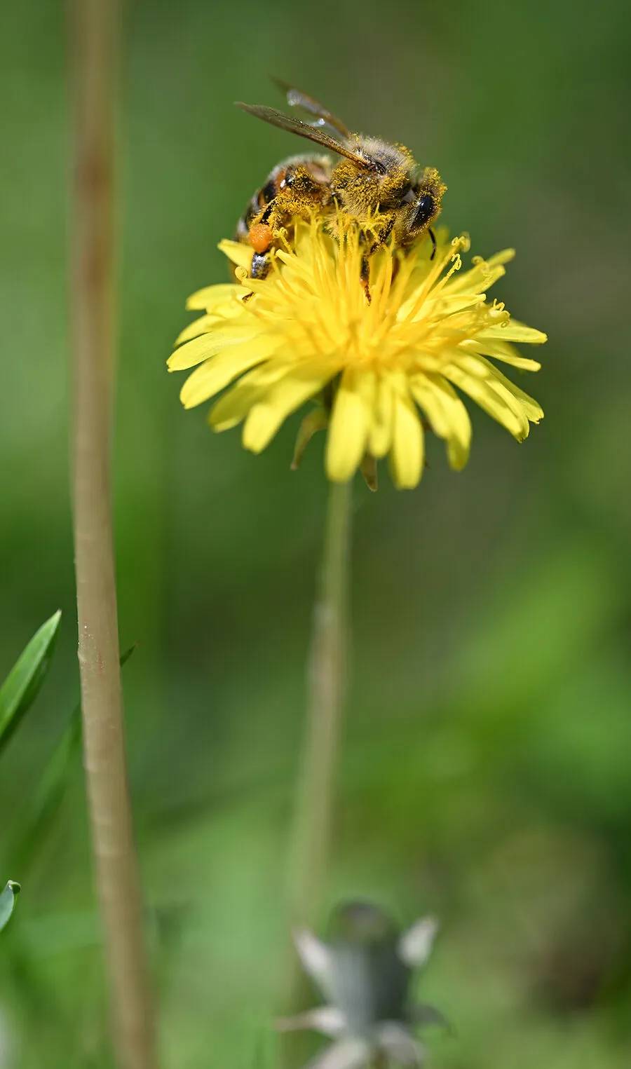 Arıların polen toplama mesaisi 5