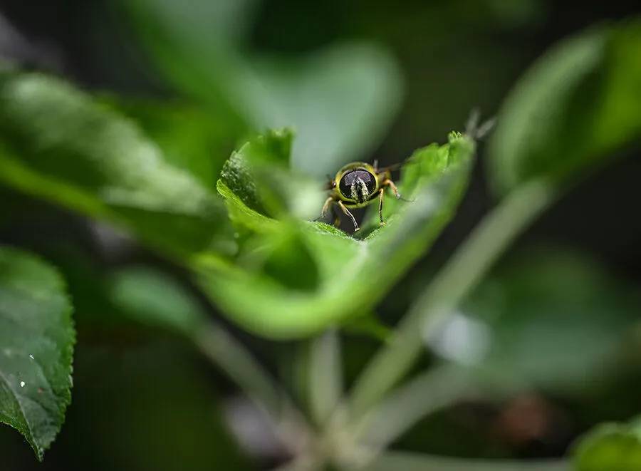 Arıların polen toplama mesaisi 6