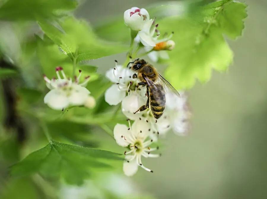 Arıların polen toplama mesaisi 7