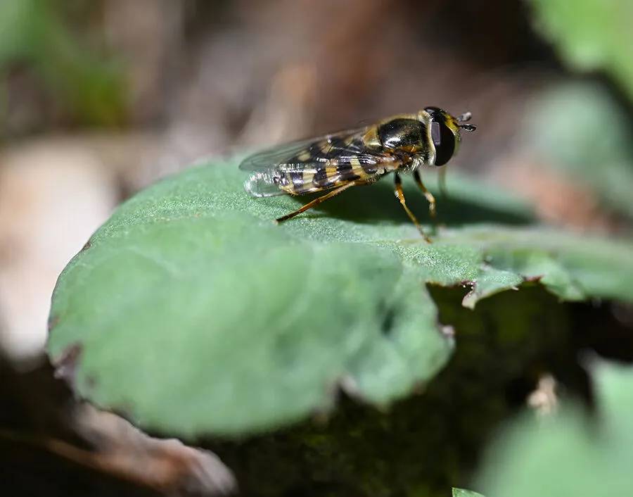Arıların polen toplama mesaisi 8