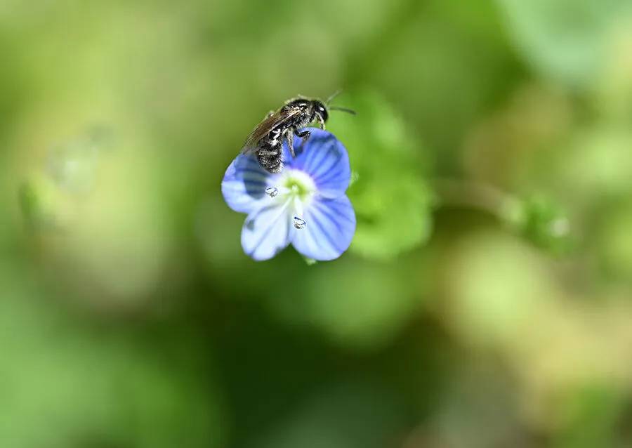 Arıların polen toplama mesaisi 9