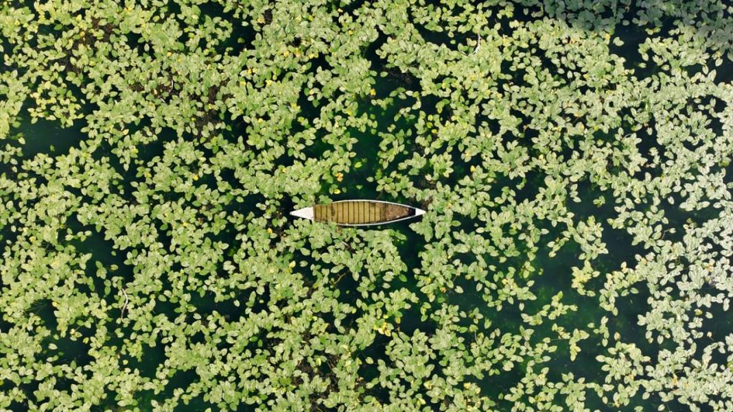 Gölbaşı Gölü'nde çiçek açan nilüfer güzelliği 1