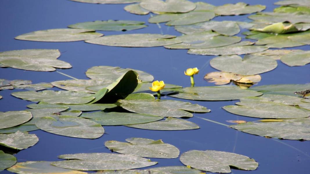 Gölbaşı Gölü'nde çiçek açan nilüfer güzelliği 10